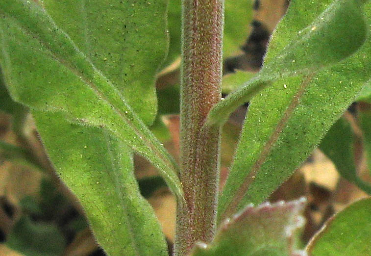 Detailed Picture 8 of California Goldenrod