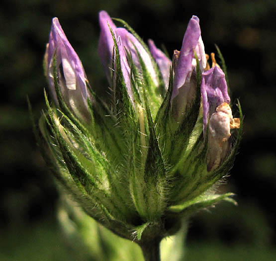 Detailed Picture 2 of Arabian Pea