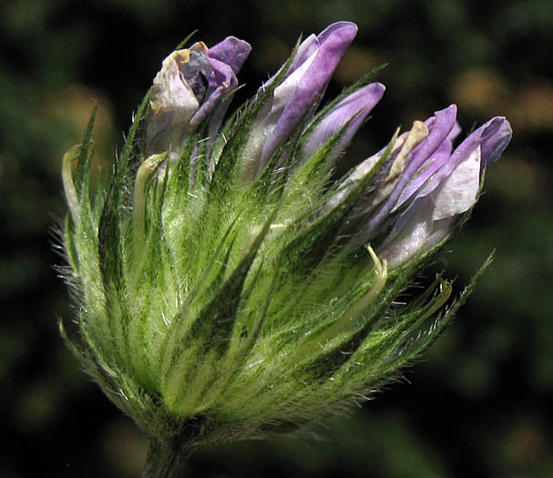 Detailed Picture 1 of Arabian Pea