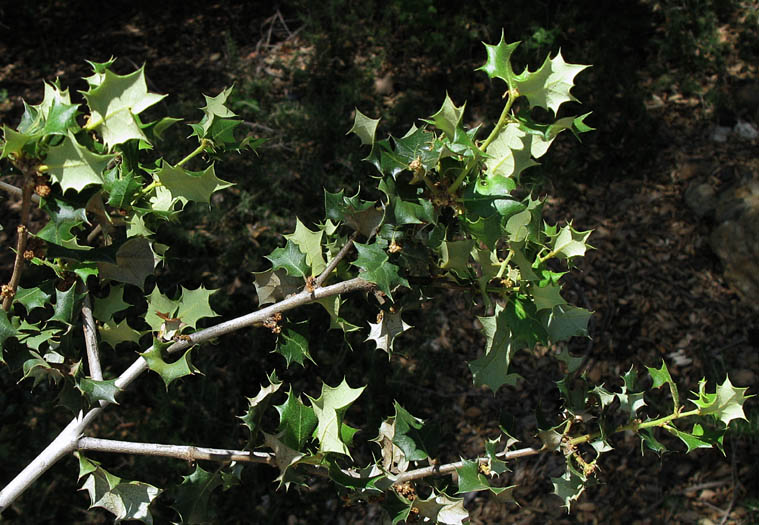 Detailed Picture 6 of Palmer's Oak