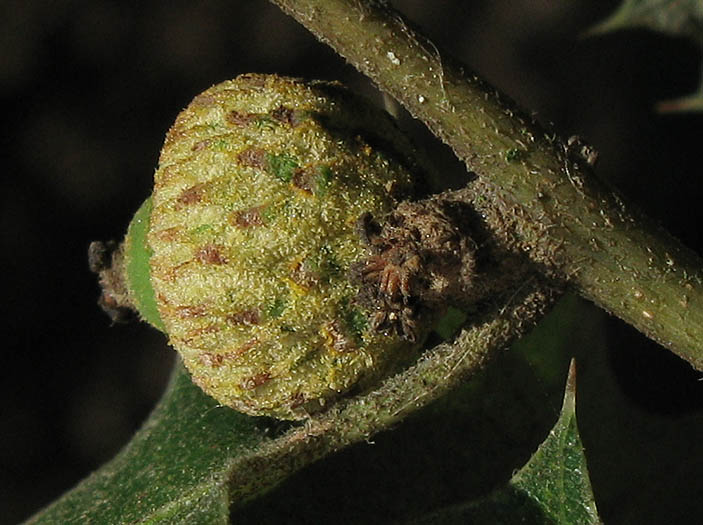 Detailed Picture 4 of Palmer's Oak