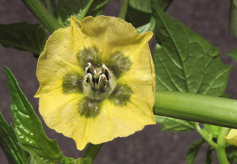 Detailed Picture 1 of Tomatillo