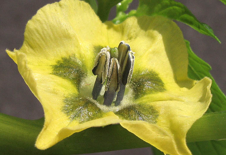 Detailed Picture 2 of Tomatillo