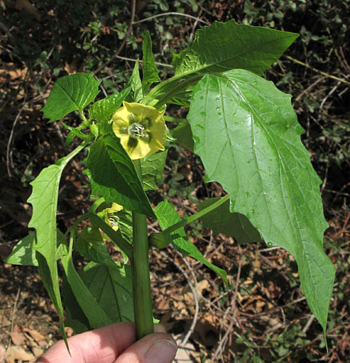 Detailed Picture 4 of Tomatillo