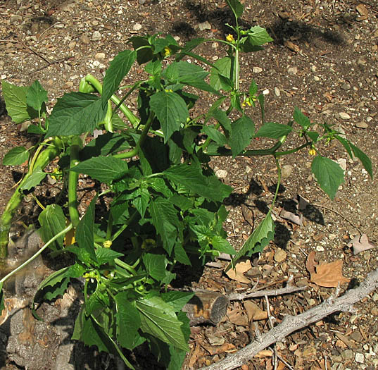 Detailed Picture 6 of Tomatillo