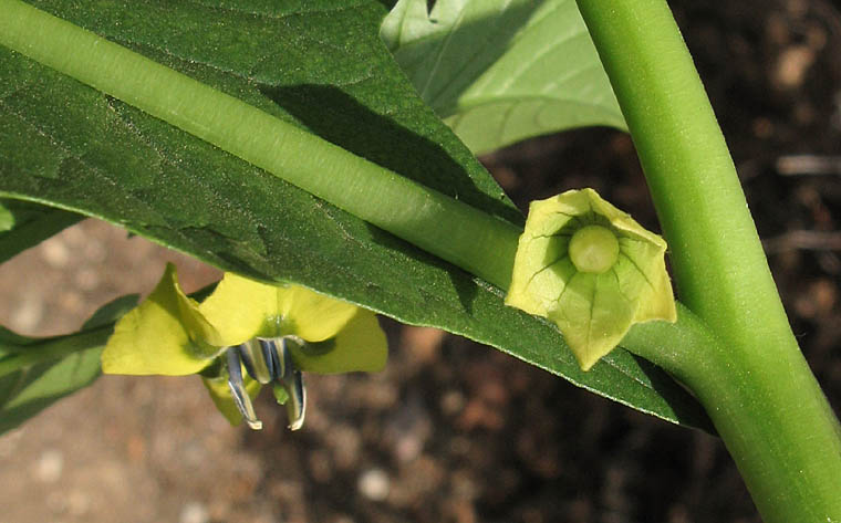 Detailed Picture 5 of Tomatillo