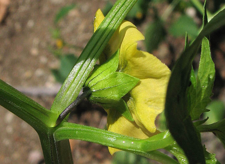 Detailed Picture 3 of Tomatillo