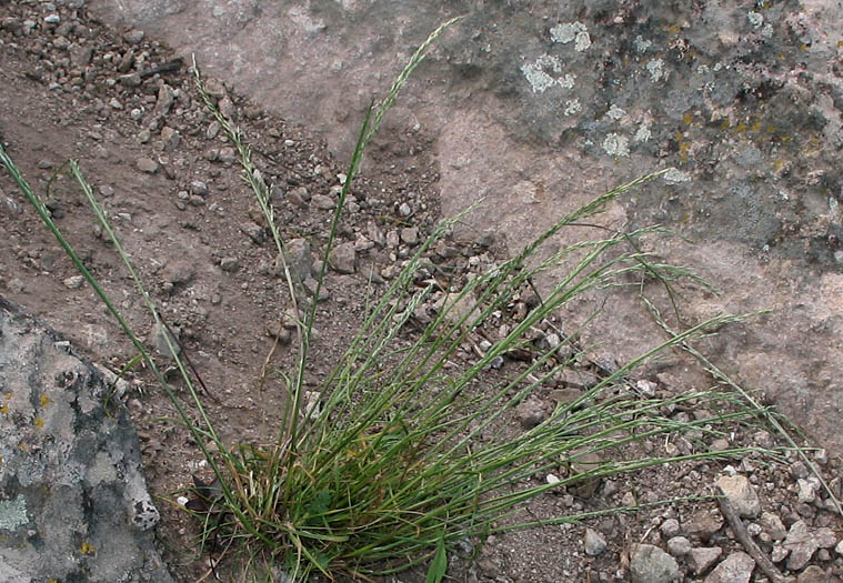 Detailed Picture 4 of Secund Bluegrass