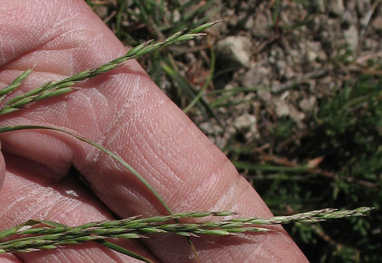 Detailed Picture 3 of Secund Bluegrass