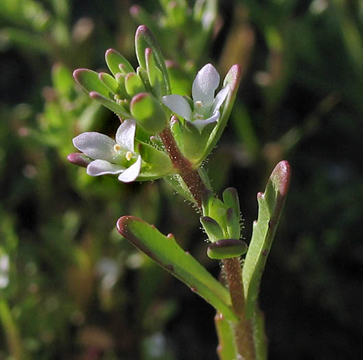 Detailed Picture 3 of Hairy Purslane Speedwell