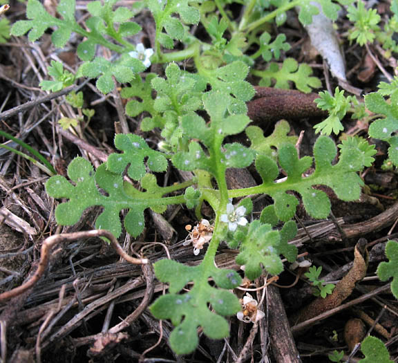 Detailed Picture 2 of Meadow Nemophila
