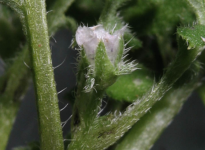 Detailed Picture 3 of Meadow Nemophila