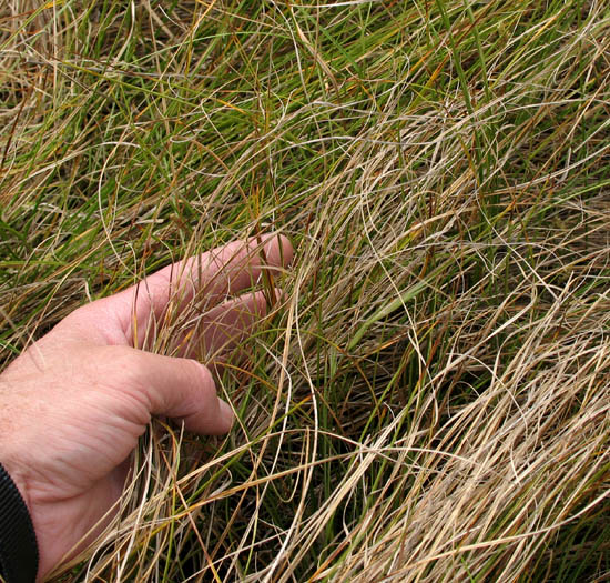 Detailed Picture 5 of Clustered Field Sedge