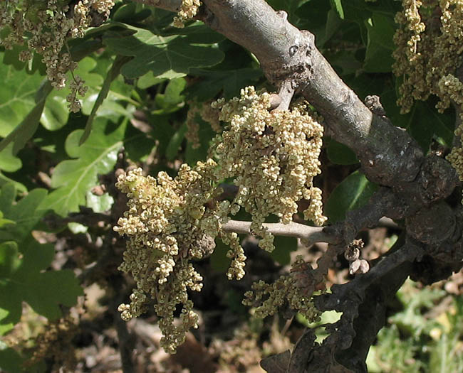 Detailed Picture 1 of Valley Oak