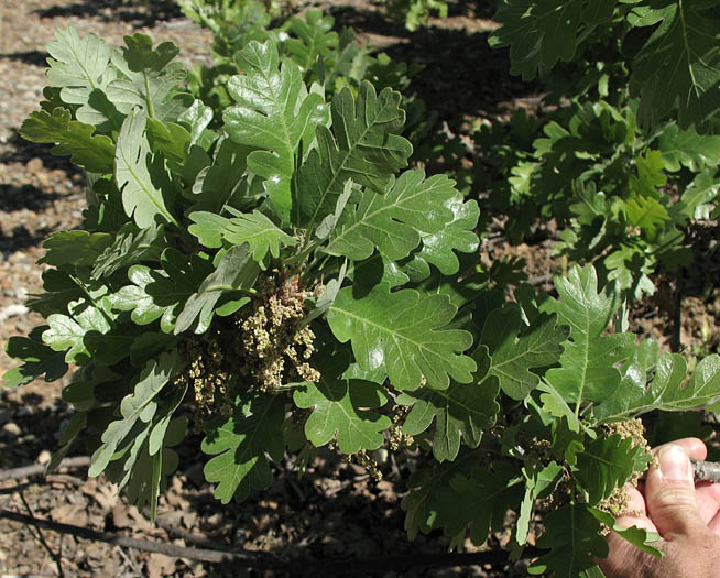 Detailed Picture 2 of Valley Oak