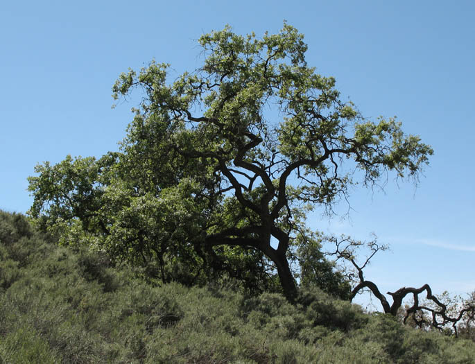 Detailed Picture 3 of Valley Oak