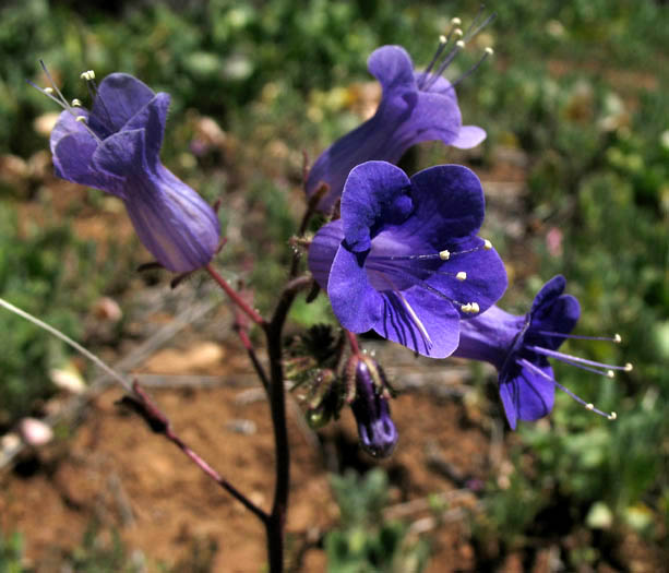 Detailed Picture 4 of California Bells