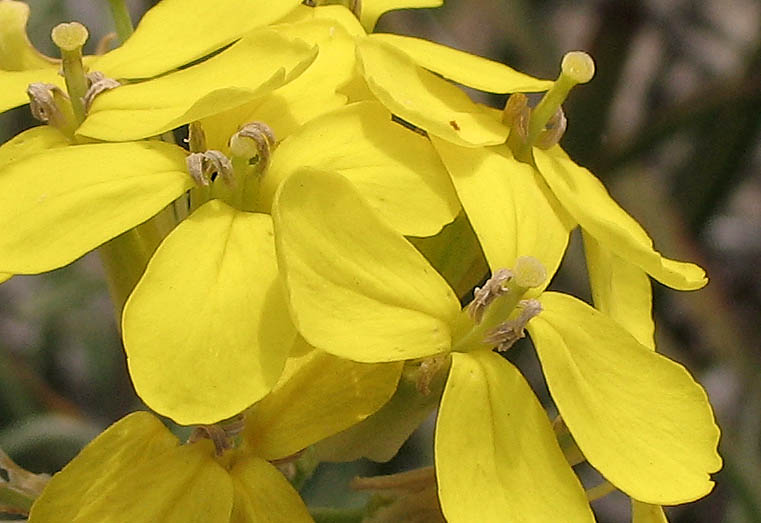 Detailed Picture 1 of Coast Wallflower