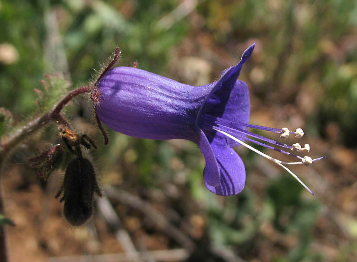 Detailed Picture 3 of California Bells