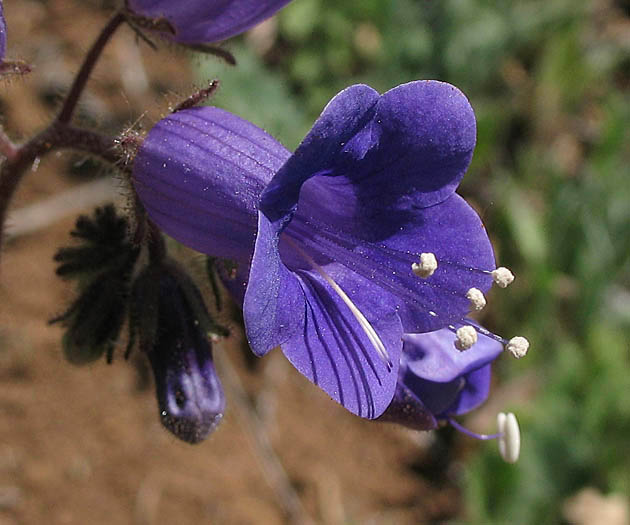 Detailed Picture 2 of California Bells