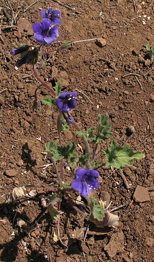 Detailed Picture 5 of California Bells