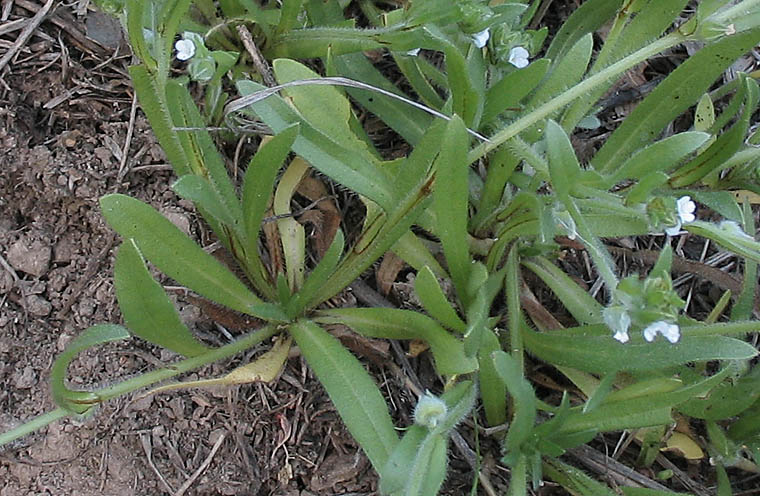 Detailed Picture 5 of Valley Popcorn Flower