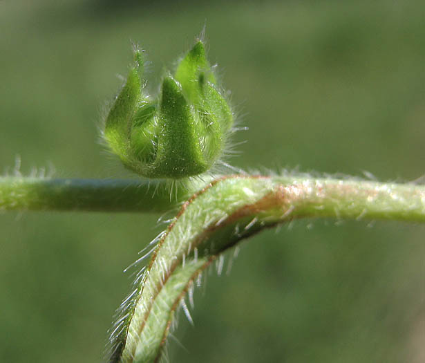 Detailed Picture 6 of Valley Popcorn Flower