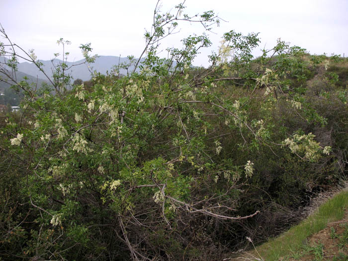 Detailed Picture 5 of Chaparral Flowering Ash