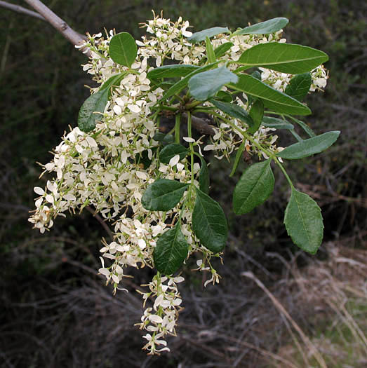 Detailed Picture 4 of Chaparral Flowering Ash