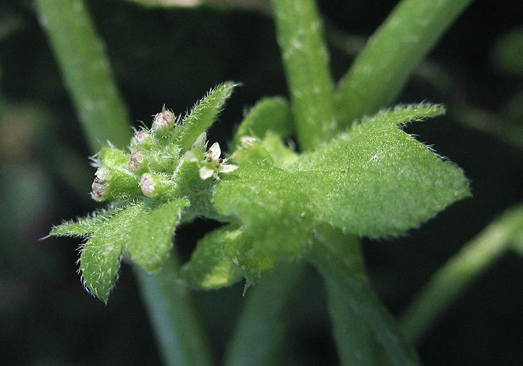 Detailed Picture 3 of Hoary Bowlesia