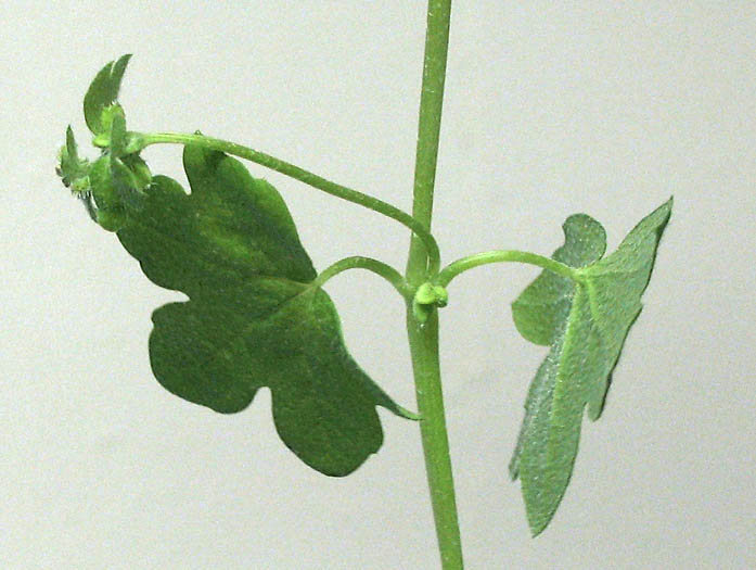 Detailed Picture 5 of Hoary Bowlesia
