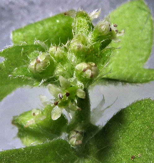Detailed Picture 2 of Hoary Bowlesia