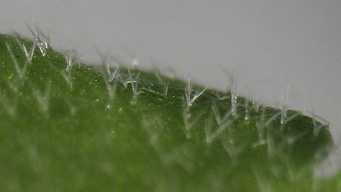 Detailed Picture 7 of Hoary Bowlesia