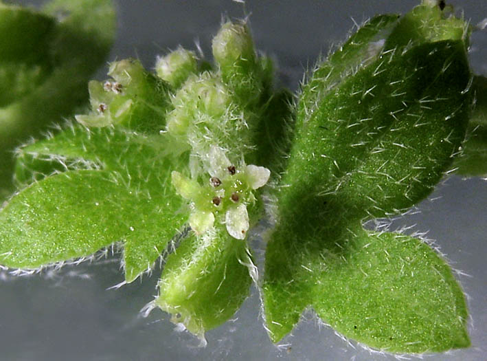 Detailed Picture 1 of Hoary Bowlesia