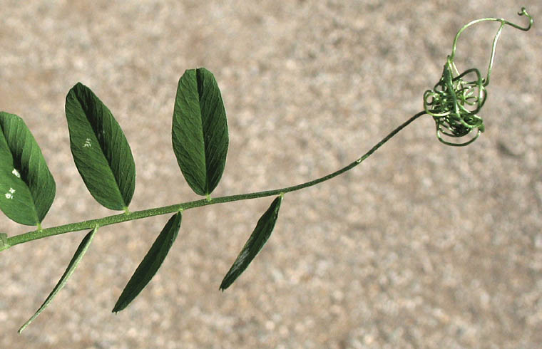 Detailed Picture 5 of American Vetch