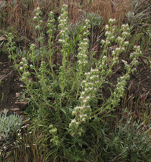 Detailed Picture 7 of Mountain Phacelia