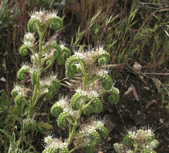 Detailed Picture 5 of Mountain Phacelia