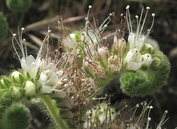 Detailed Picture 2 of Mountain Phacelia