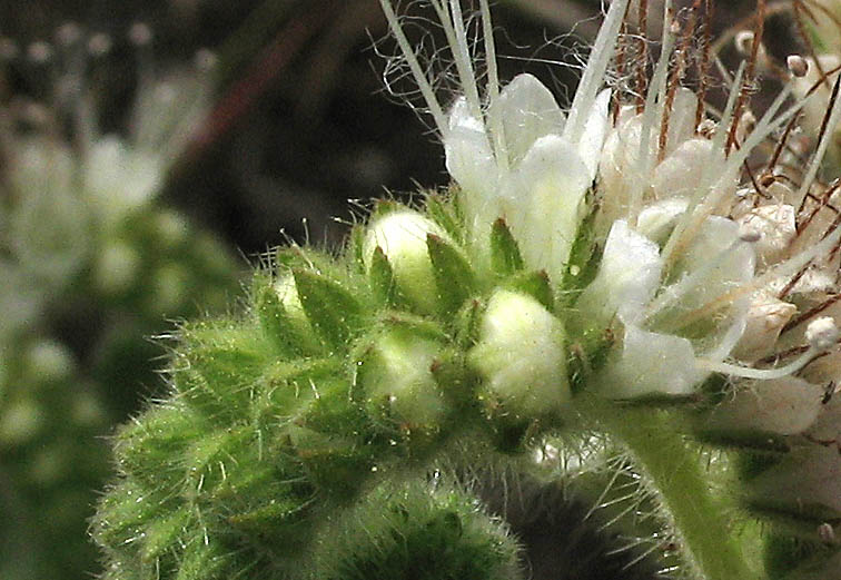 Detailed Picture 3 of Mountain Phacelia