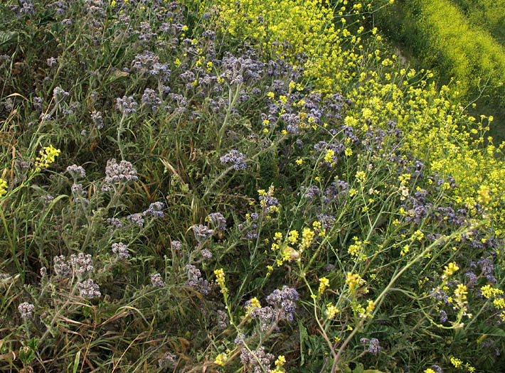 Detailed Picture 6 of Hubby's Phacelia