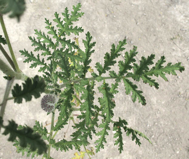 Detailed Picture 5 of Hubby's Phacelia