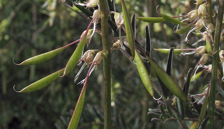 Detailed Picture 5 of Santa Barbara Locoweed