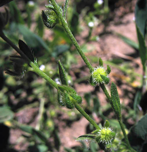 Detailed Picture 5 of Adobe Popcorn Flower