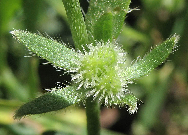 Detailed Picture 6 of Adobe Popcorn Flower