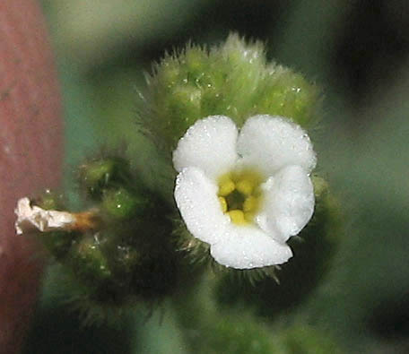 Detailed Picture 2 of Adobe Popcorn Flower