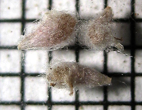 Detailed Picture 6 of Slender Woollyheads