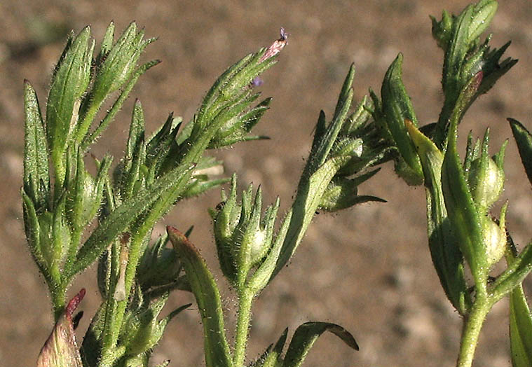 Detailed Picture 2 of Slender Phlox