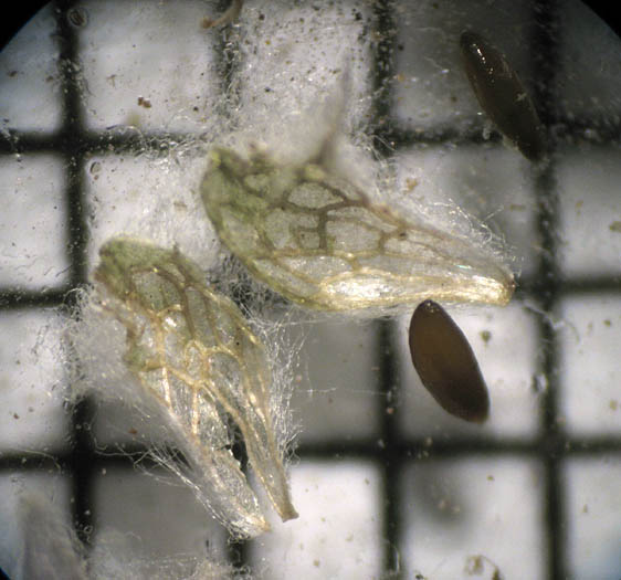 Detailed Picture 7 of Slender Woollyheads