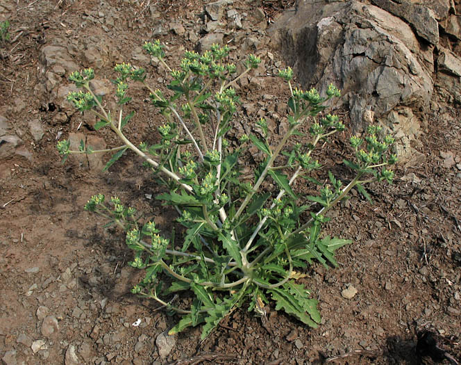 Detailed Picture 6 of Stick-leaf