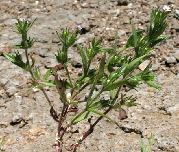 Detailed Picture 3 of Slender Phlox